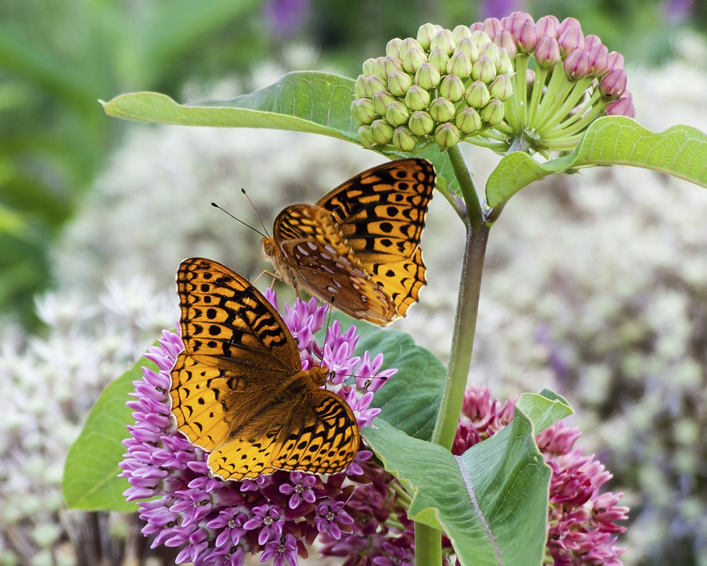 Papillon sauvage
